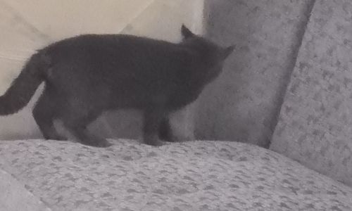 猫尿沙发上怎么清洗