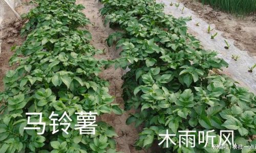 马铃薯种子催芽技术