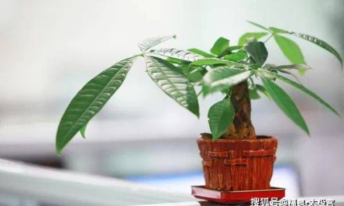 财位种什么植物好