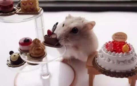 pudding怎么读