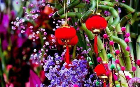 过年家里放什么花好看又吉祥
