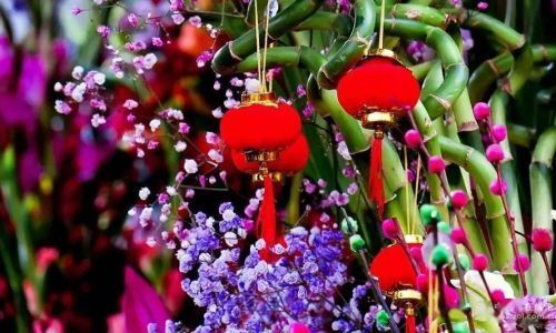 过年家里放什么花好看又吉祥