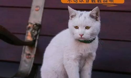 关于猫的网名霸气