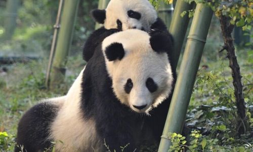 熊猫是什么动物