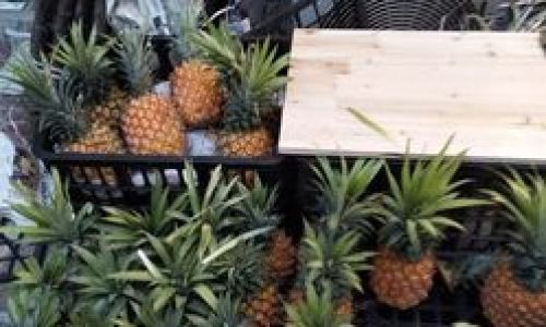 青色菠萝是不是不熟