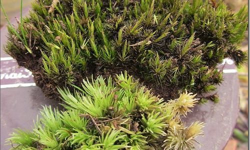 如何种植苔藓