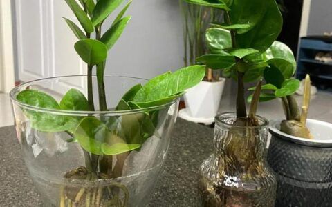 水培养殖的方法