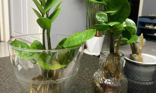 水培养殖的方法