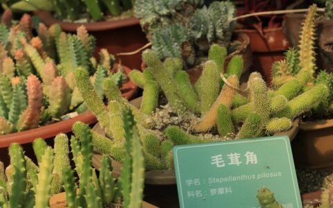 万石植物园有哪些代表植物