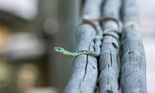 梦到小蛇好不好