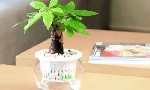 如何防盆栽被老鼠咬