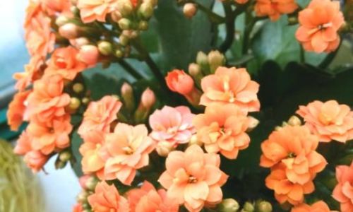 长寿花的养殖方法介绍