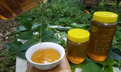 野生蜂蜜和家养蜂蜜的不同
