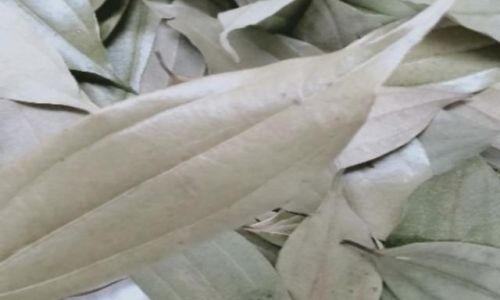月桂叶和香叶有没有区别
