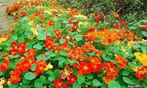 怎么养殖金莲花
