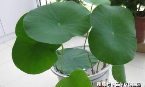 碗莲可不可以种在鱼缸里