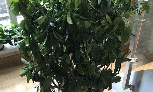 扶桑叶子蔫了怎么挽救
