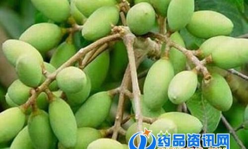 青果的功效与作用及禁忌