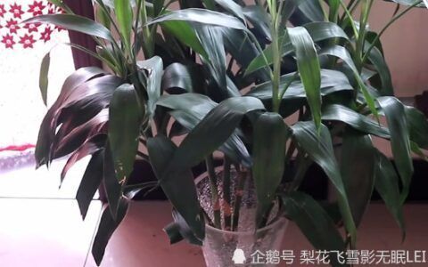 富贵竹不能摆放在四个地方
