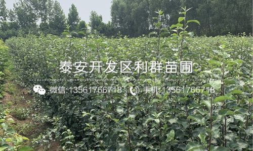 梦到树苗的寓意