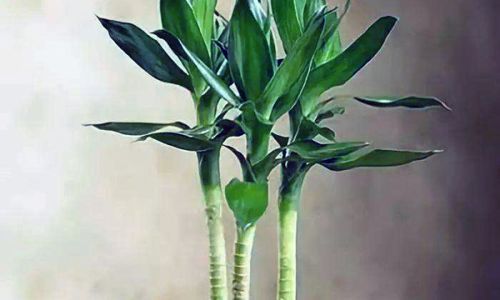 旺宅又招财的植物盆栽