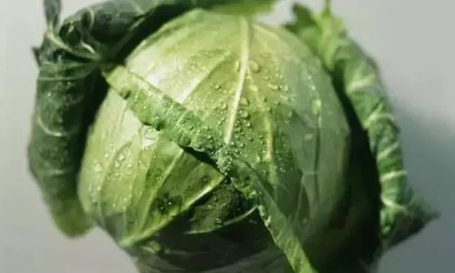 卷心菜的功效与作用