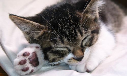做梦被猫抓了预兆着什么