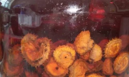 刺梨酒如何泡