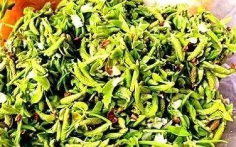野枸杞芽的功效与作用有什么