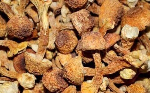 姬松茸可以治疗脑梗吗