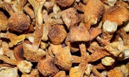 姬松茸可以治疗脑梗吗