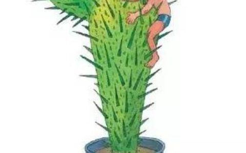 仙人掌涂脸的危害