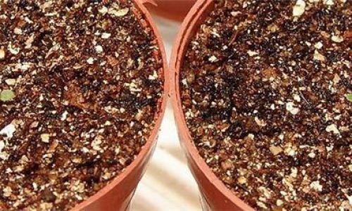 矮牵牛花种子催芽方法