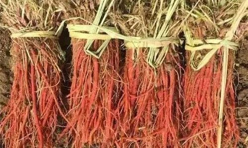 丹参种植技术与栽培管理
