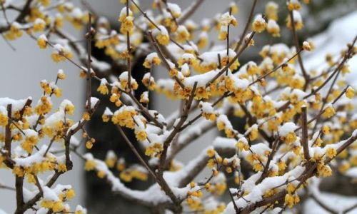 送梅花代表什么意思