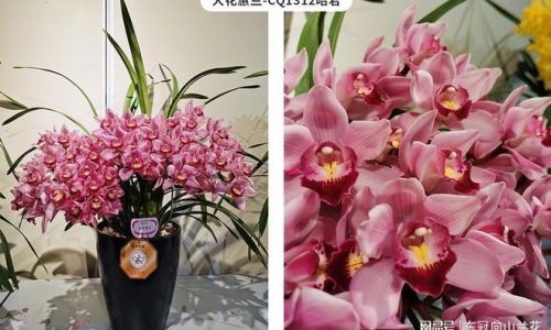 具有特殊象征意义的花朵