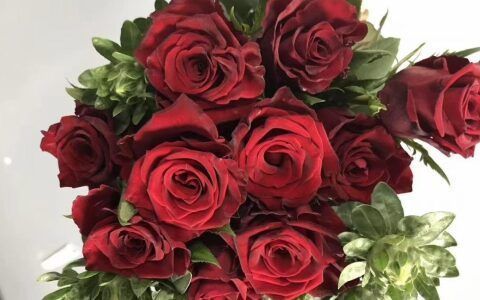 玫瑰花的花语大全