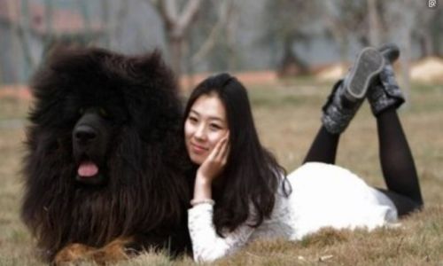 为什么梦见藏獒