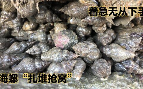 黄金螺吃什么