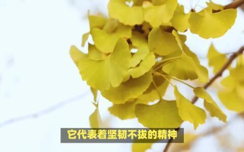 银杏叶的花语是什么
