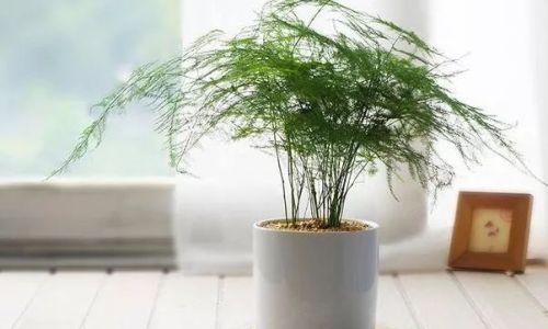 文竹可以放卧室吗