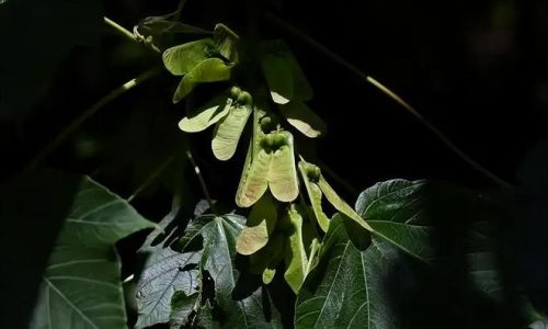 云南特有植物