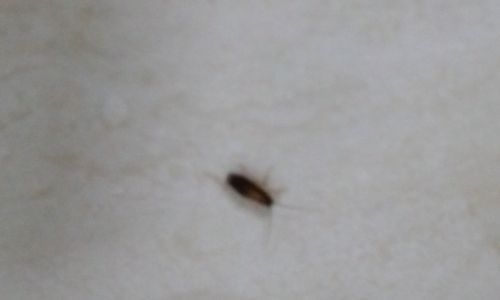 如何消灭壁虱