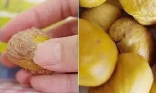 板栗煮熟后如何好剥皮用冷水吗