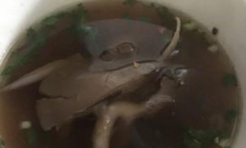 打油茶的做法及介绍