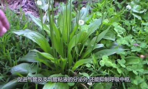 车钱草大姨妈来可以喝吗