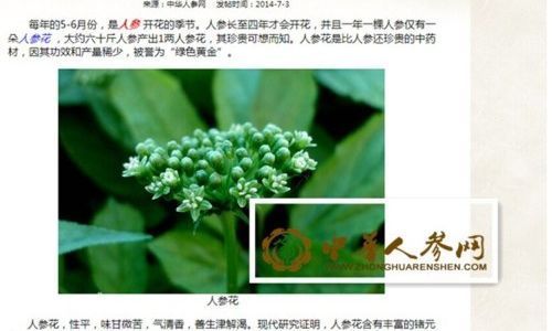 人参花茶的功效与作用及禁忌