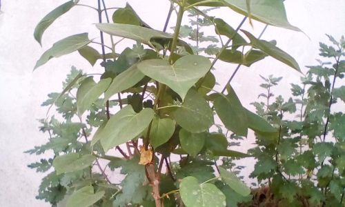 什么树会开花