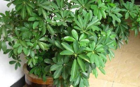 冬天在室内怎么养植物好