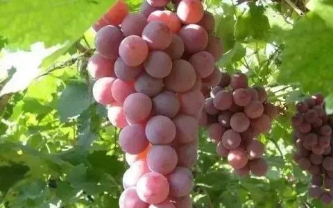 葡萄什么季节才能成熟
